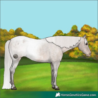 Horse Color:Silver Brown Roan Dun Appaloosa 