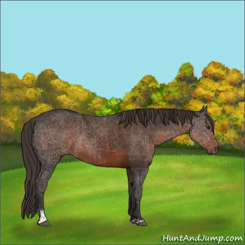 Horse Color:Liver Chestnut Sabino 