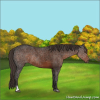 Horse Color:Liver Chestnut Sabino