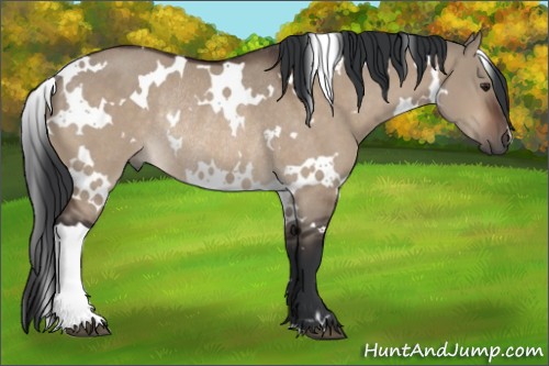 Horse Color:White Spotted Brown Dun Rabicano 