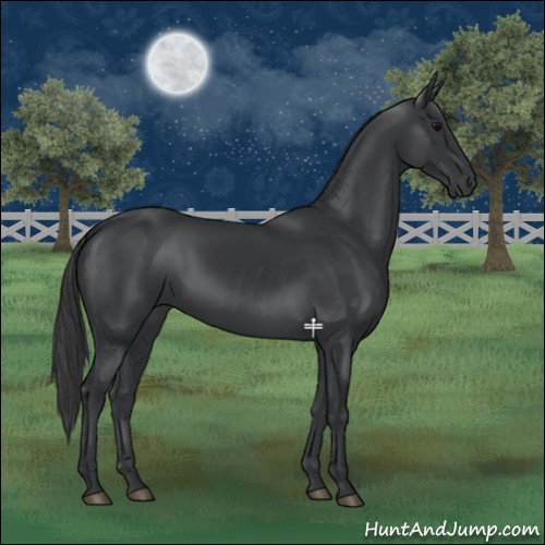 Horse Color:Black 