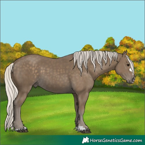 Horse Color:Silver Smoky Black 