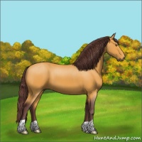 Horse Color:Chocolate Buckskin 
