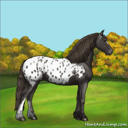 Horse Color:Smoky Black Appaloosa 