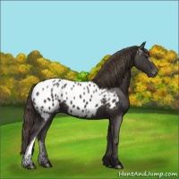 Horse Color:Smoky Black Appaloosa 