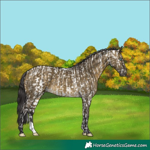 Horse Color:Silver Smoky Creme Appaloosa  and Buckskin Dun 