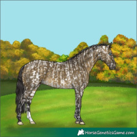 Horse Color:Silver Smoky Creme Appaloosa  and Buckskin Dun 