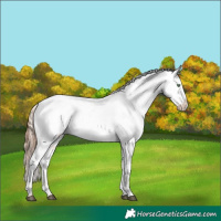 Horse Color:Palomino Roan Dun Snowcap  and Gold Champagne Roan Snowcap 