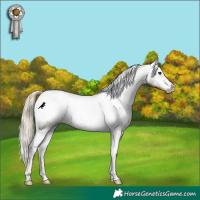 Horse Color:Silver Buckskin Dun Blanket Rabicano  and Chocolate Palomino Snowcap 