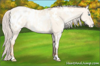 Horse Color:White Spotted Silver Classic Cream Champagne Pearl Dun Appaloosa Rabicano 