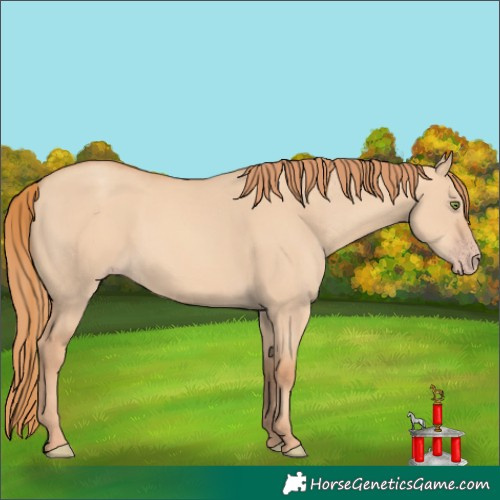 Horse Color:Gold Champagne Dun 