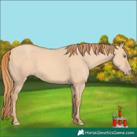 Horse Color:Gold Champagne Dun 