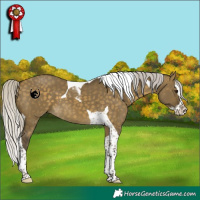 Horse Color:Silver Buckskin Dun Splash Tobiano