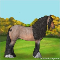 Horse Color:Bay Roan 