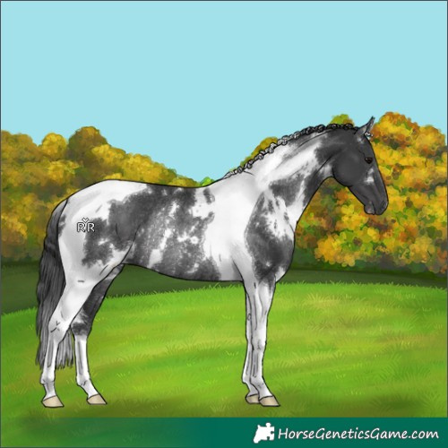 Horse Color:White Spotted Black Tobiano Rabicano