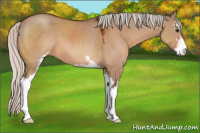 Horse Color:Silver Brown Dun Sabino 