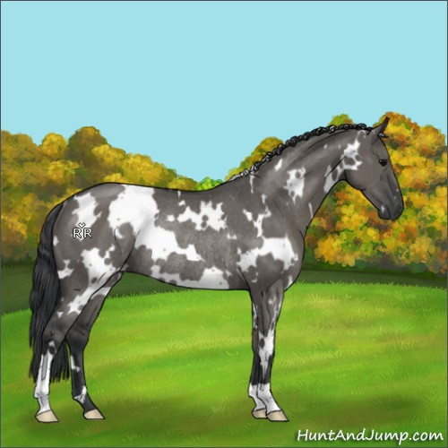Horse Color:White Spotted Grullo Rabicano