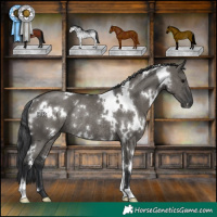 Horse Color:White Spotted Grullo Rabicano