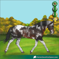 Horse Color:White Spotted Brown Tobiano Rabicano