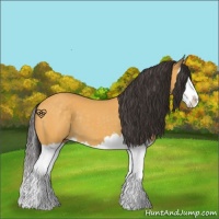 Horse Color:Buckskin Splash 