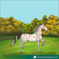 Horse Color:Buckskin  and Palomino Dun Snowflake Varnish