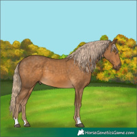 Horse Color:Chocolate Palomino 