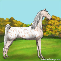 Horse Color:Silver Bay Pearl Mushroom Appaloosa 