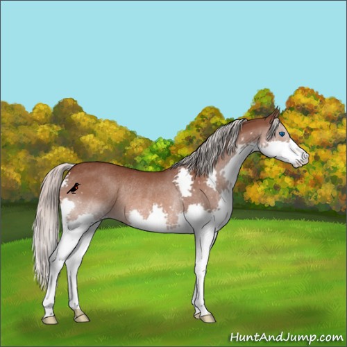 Horse Color:Silver Brown Splash Rabicano 
