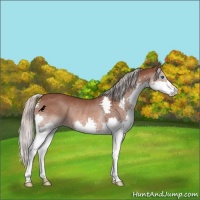 Horse Color:Silver Brown Splash Rabicano 