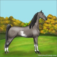 Horse Color:White Spotted Grullo 