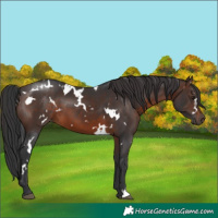 Horse Color:White Spotted Brown 