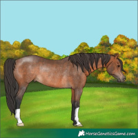 Horse Color:Bay Rabicano 