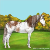 Horse Color:White Spotted Chestnut Splash 