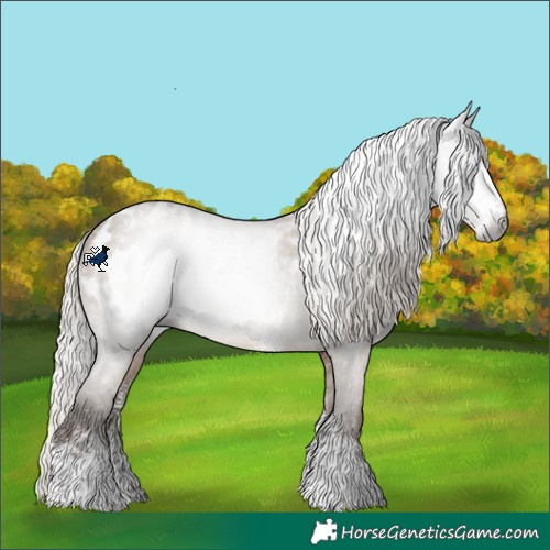 Horse Color:Gray Silver Grullo Sabino Appaloosa 