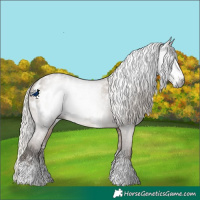 Horse Color:Gray Silver Grullo Sabino Appaloosa 