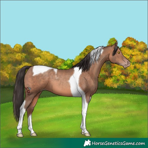 Horse Color:Sable Champagne Tobiano 