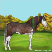 Horse Color:Painted Bay Sabino Splash 