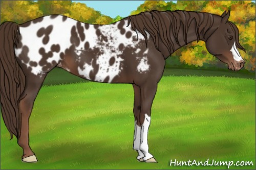 Horse Color:Liver Chestnut Appaloosa 