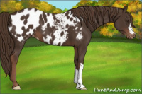Horse Color:Liver Chestnut Appaloosa 