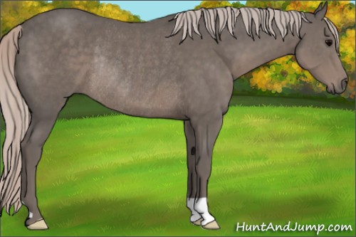 Horse Color:Silver Black Rabicano 