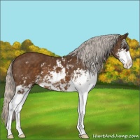Horse Color:Silver Buckskin Sabino 