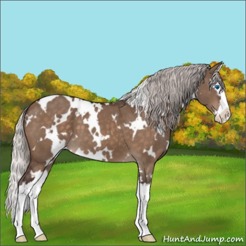 Horse Color:White Spotted Silver Brown Dun Sabino Splash 