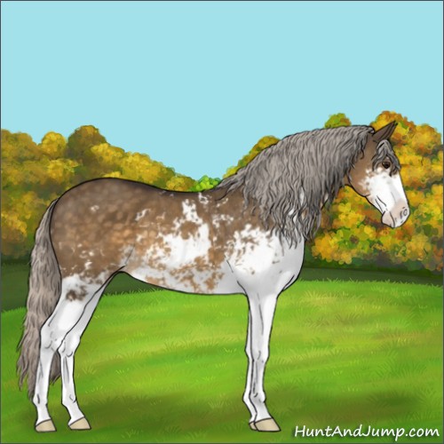 Horse Color:Silver Buckskin Dun Sabino 