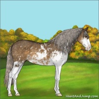Horse Color:Silver Buckskin Dun Sabino 