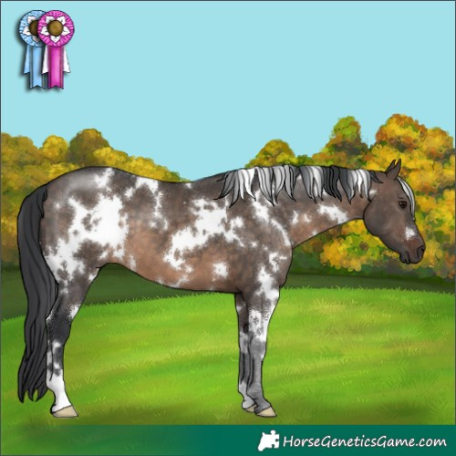 Horse Color:White Spotted Brown Dun 