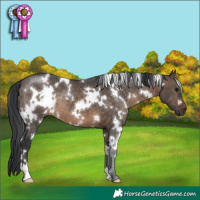 Horse Color:White Spotted Brown Dun 