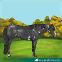 Horse Color:White Spotted Black Sabino