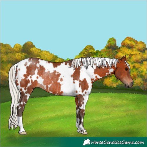 Horse Color:White Spotted Silver Brown Rabicano