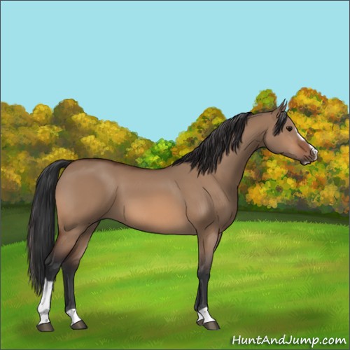 Horse Color:Bay Dun Sabino 