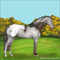 Horse Color:Liver Chestnut Appaloosa 